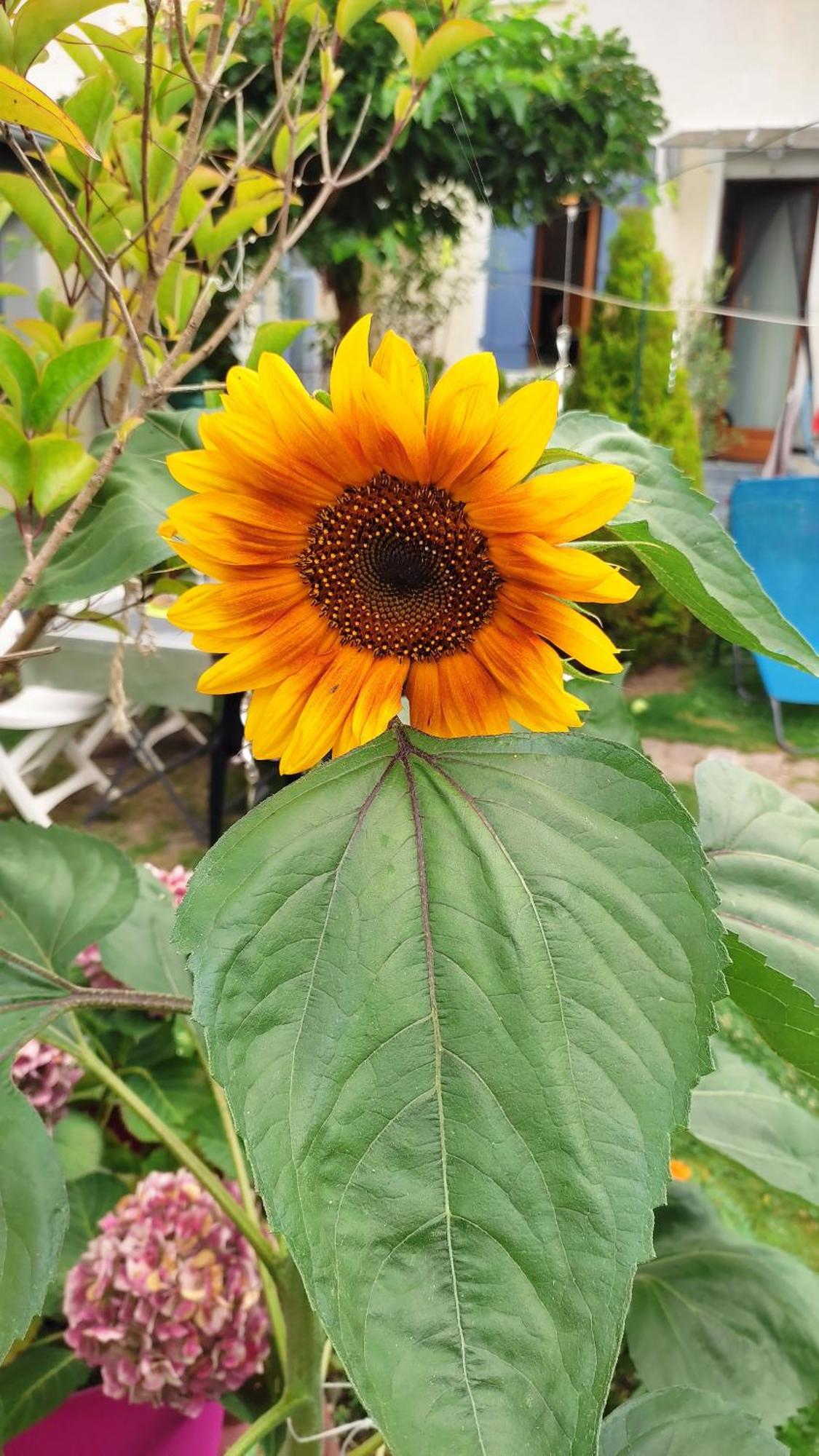 Un Deux Pieces Et Un Jardin A Villejuif Exterior foto